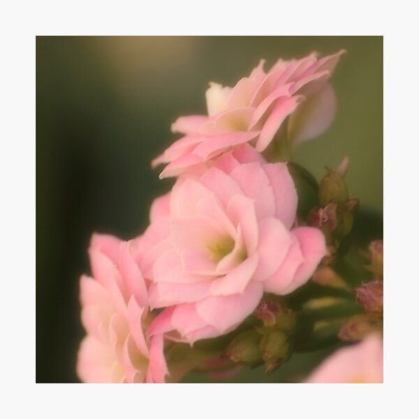 softness Photographic Print