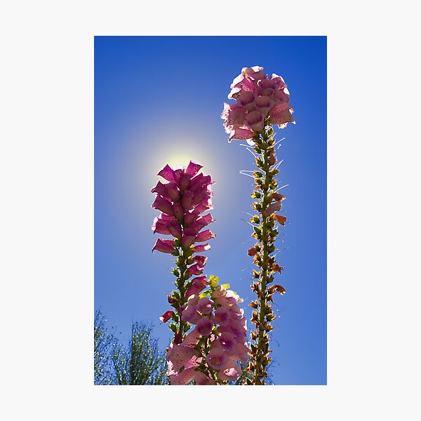 Item preview, Foxglove Sunshine designed and sold by Scott Carr.