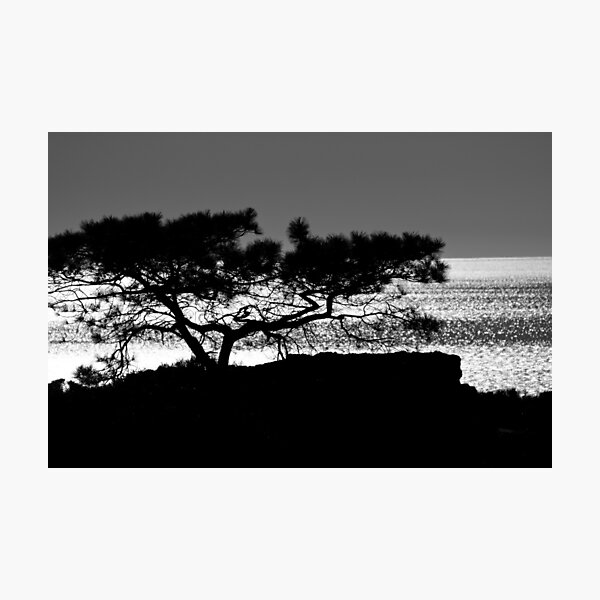 torrey pines merchandise