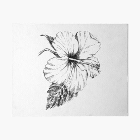 Pin by Peyton Compton on tattoos | Flower sketches, Hibiscus flower drawing,  Hibiscus drawing