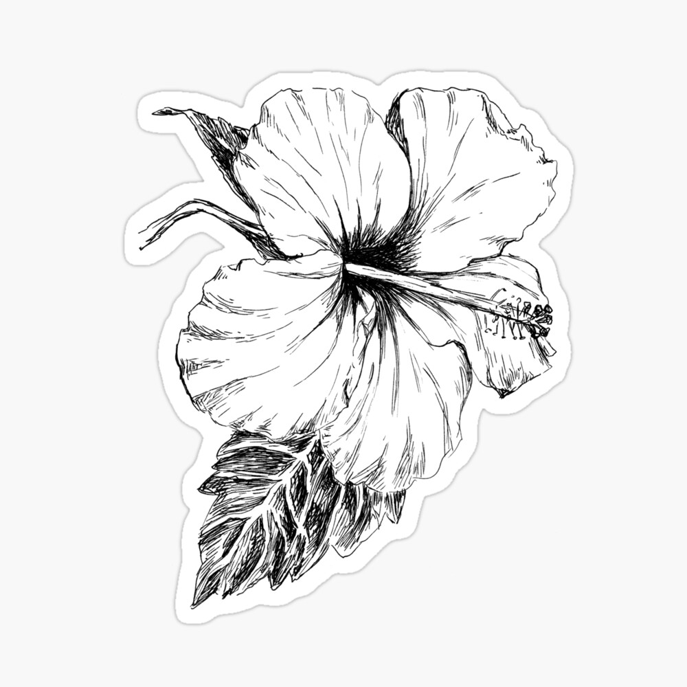 👩‍🎨ColorChallenge Saturday Indigo: Hibiscus Flower Drawing👩‍🎨 — Steemit