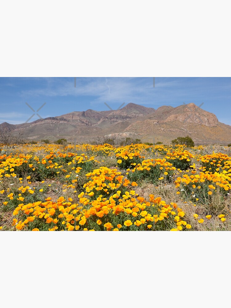 "El Paso Yellow Poppies" Canvas Print by jcmeyer Redbubble