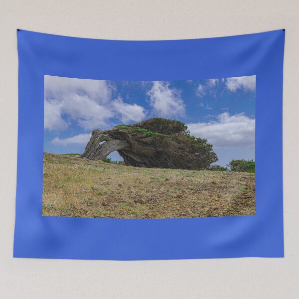 Item preview, Phoenicean juniper, El Hierro island designed and sold by Martin Leber.