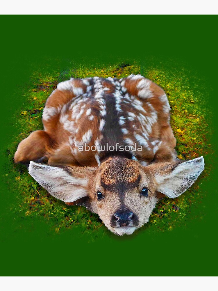 deer laying down