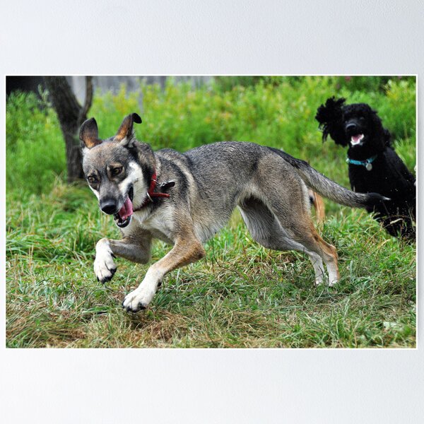 Artikelvorschau, Hightailing entworfen und verkauft von SamTheCowdog.