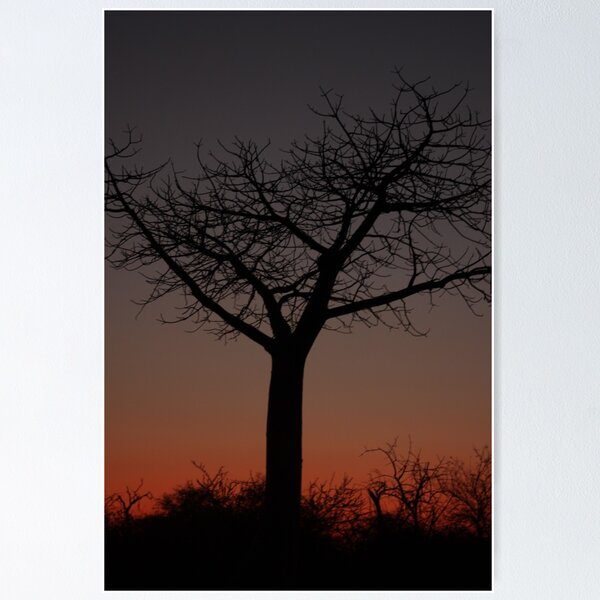 Item preview, Baobab Sunset, Alldays, Limpopo, South Africa designed and sold by Pierre Hershensohn.