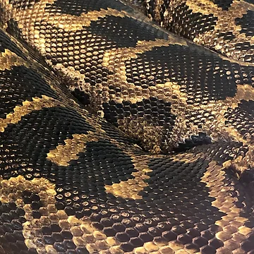 Artwork thumbnail, Python  by Beau Gordon