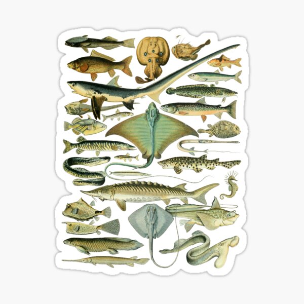 Fish Chart Stickers for Sale