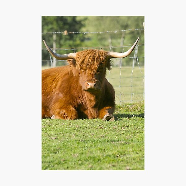 Hamish Photographic Print