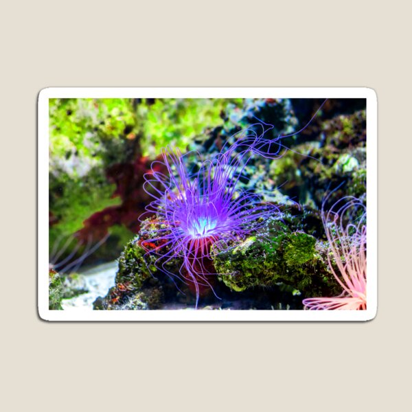 Item preview, Tropical Undersea Anemone designed and sold by ultimatedigital.