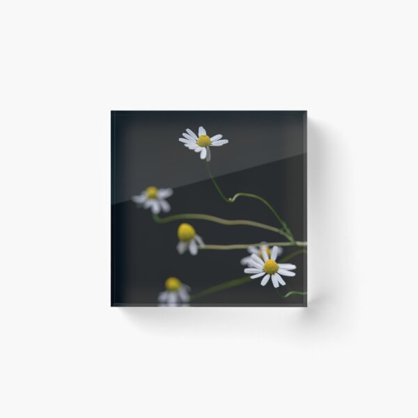 Item preview, Pushing Daisies  designed and sold by sarahkozak.