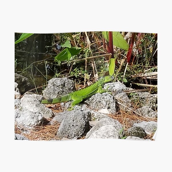 Iguana on rocks Poster