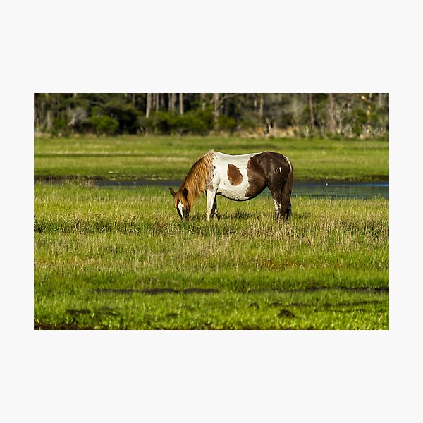 Item preview, Pinto Mare with the Copper Colored Mane No. 1 - Chincoteague Ponies Assateague Horses designed and sold by Belinda Greb Photography.