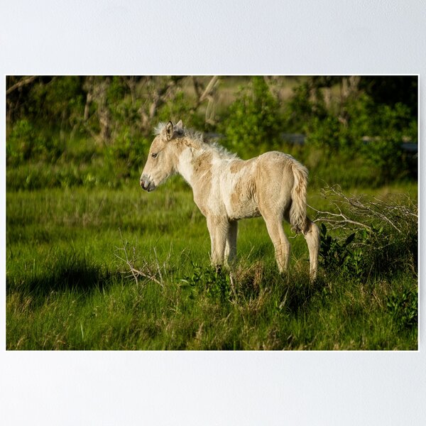 Item preview, Chincoteague Foal No. 1 by Herself designed and sold by Belinda Greb Photography.