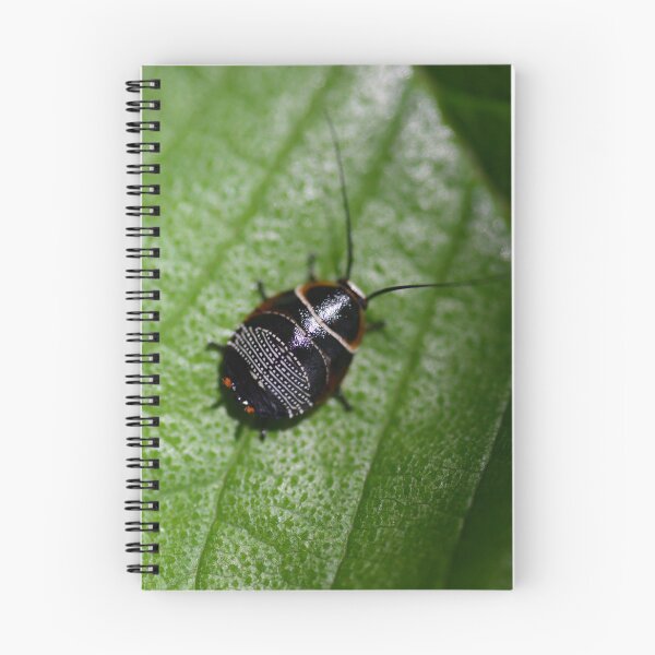 Item preview, Shiny, Black, Patterned, Australian Native Cockroach designed and sold by imaginethis.