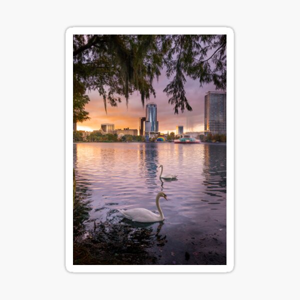Item preview, Swans at Lake Eola designed and sold by sarahkozak.