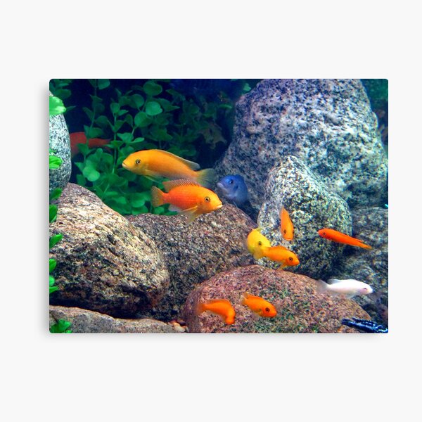Therapy Fish Are Camera Shy Canvas Print