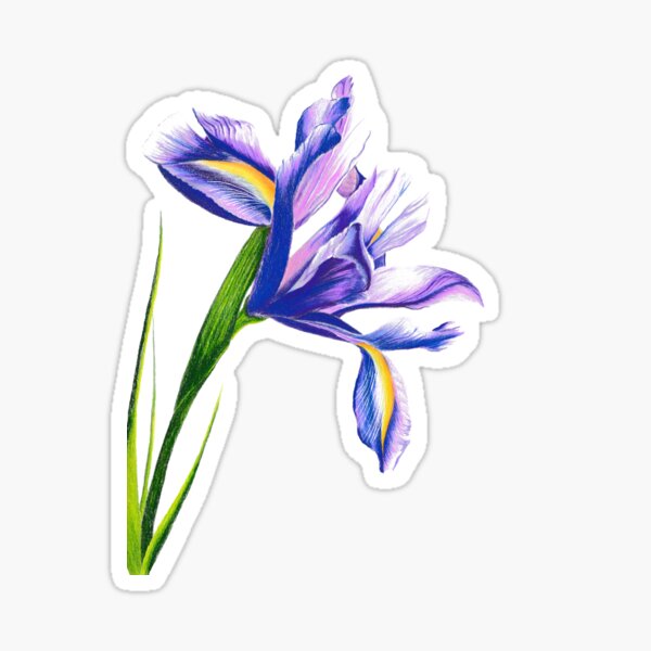 Iris Sticker