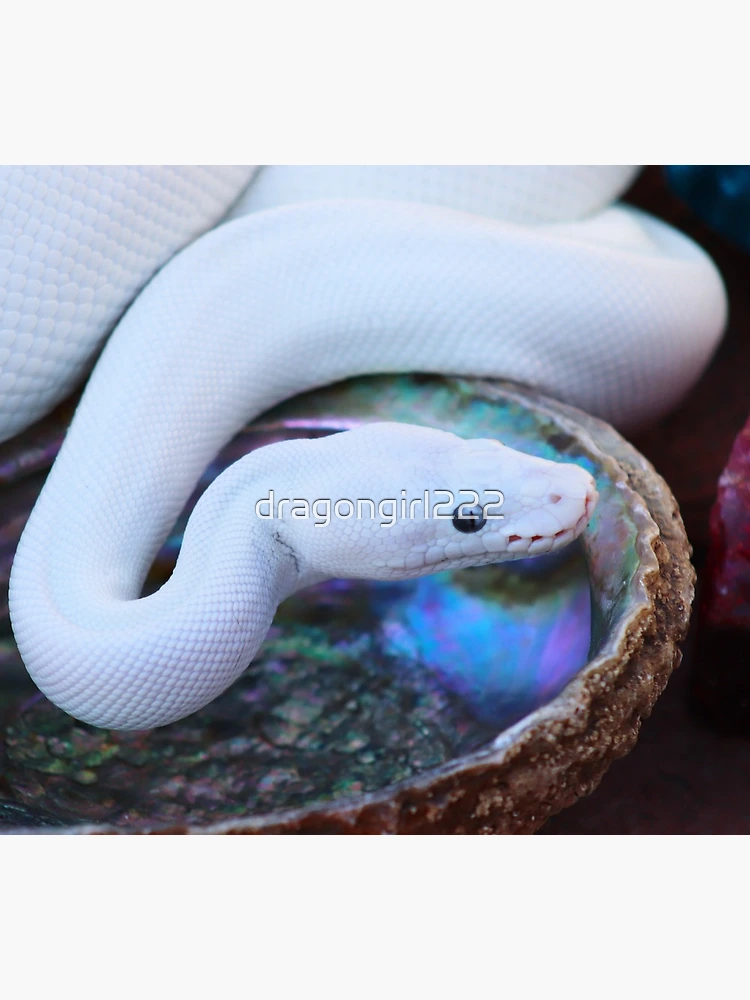 white boa snake｜TikTok Search