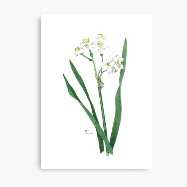 Cluster Daffodils Botanical Illustration Metal Print