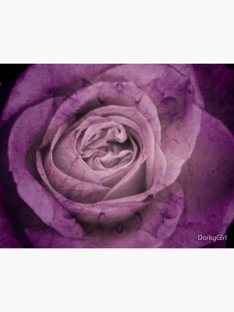 Lámina rígida «La rosa morada oscura» de DorkyGirl | Redbubble