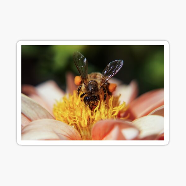 Bee's Knees Sticker