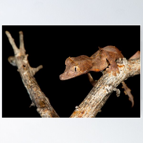 Item preview, Uroplatus ebenaui  designed and sold by Dr Mark D. Scherz.