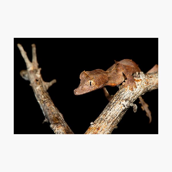 Artikelvorschau, Uroplatus ebenaui entworfen und verkauft von Dr Mark D. Scherz.