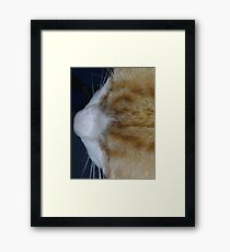 Cuddles - close up Framed Print
