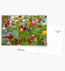 Chilli Fiesta Postcards