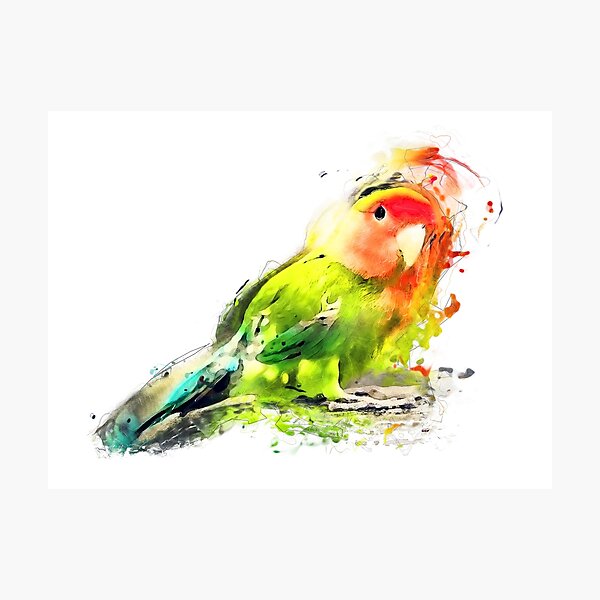 Lovebird Photographic Print