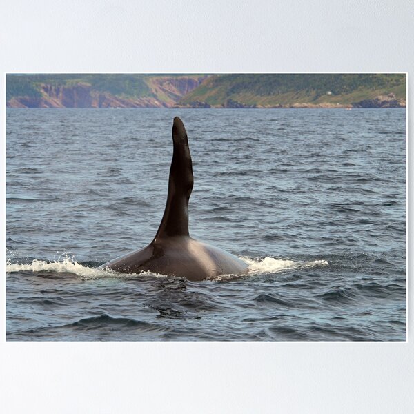Item preview, Male Orca.. designed and sold by DebYoung.