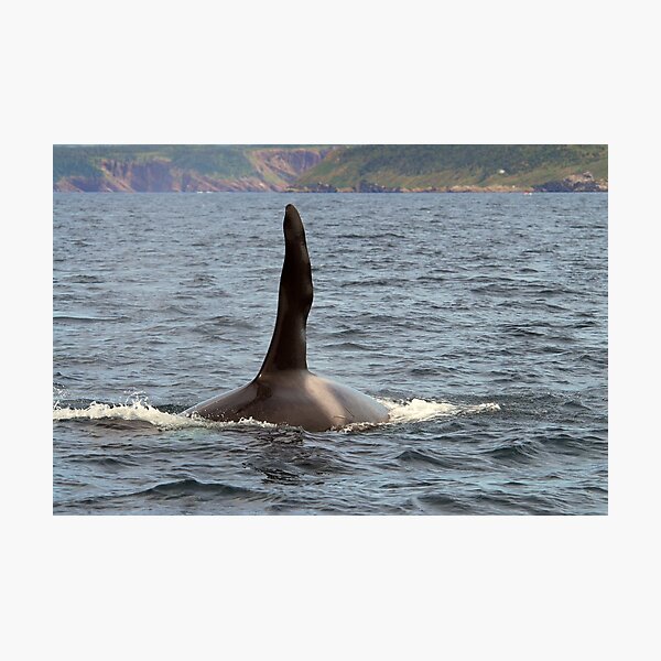 Item preview, Male Orca.. designed and sold by DebYoung.