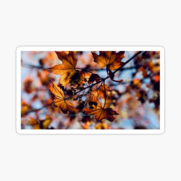 Rebirth Sticker