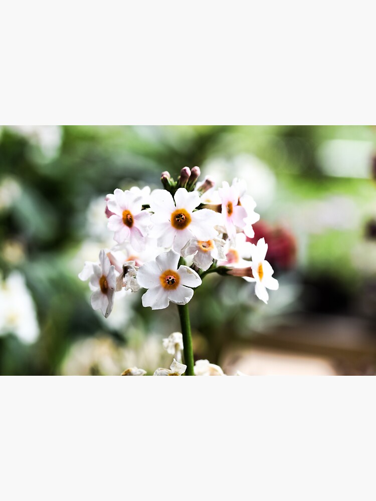 Milkweeds at Savill Garden staring at you by santoshputhran