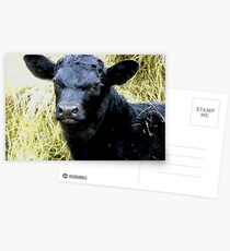 Future Herd Sire Postcards