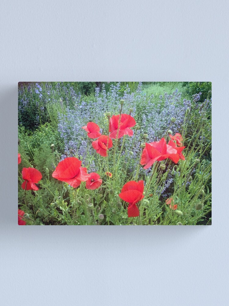 Alternative Ansicht von Mohn vor Salbei Leinwanddruck