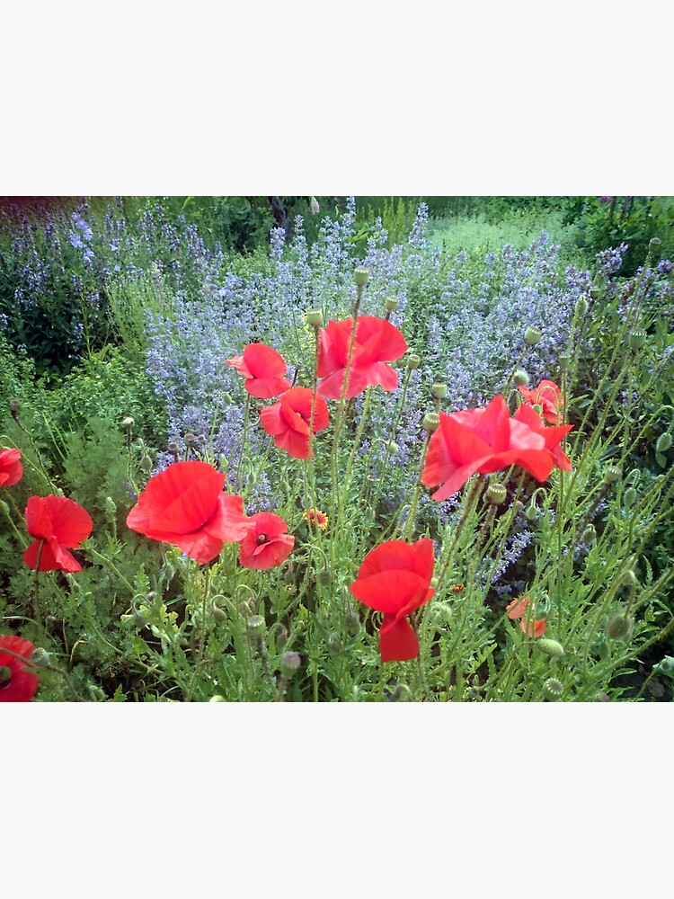 Mohn vor Salbei von Gourmetkater