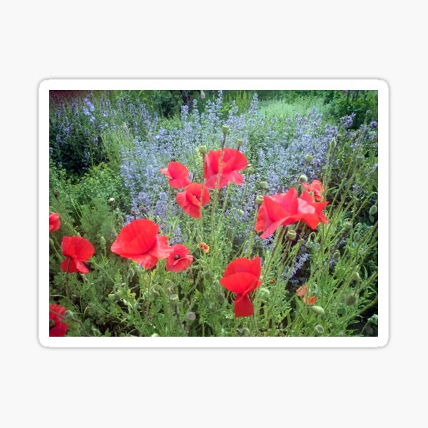 Mohn vor Salbei Sticker