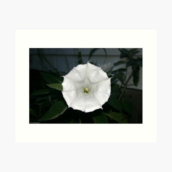 Aperçu de l'œuvre moonflower créée et vendue par Wolf's Eye View.
