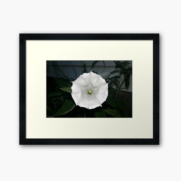 Aperçu de l'œuvre moonflower créée et vendue par Wolf's Eye View.