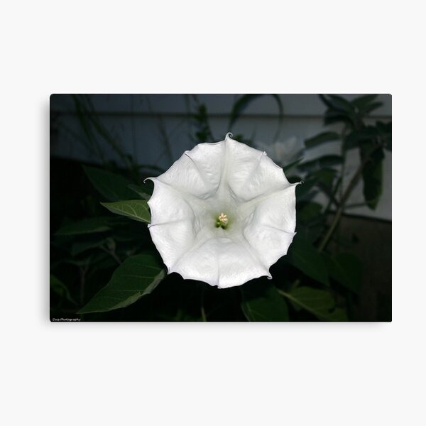 Aperçu de l'œuvre moonflower créée et vendue par Wolf's Eye View.