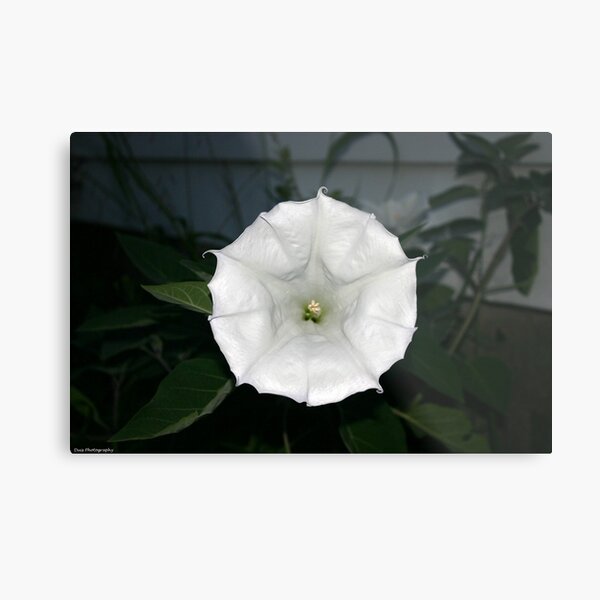 Aperçu de l'œuvre moonflower créée et vendue par Wolf's Eye View.