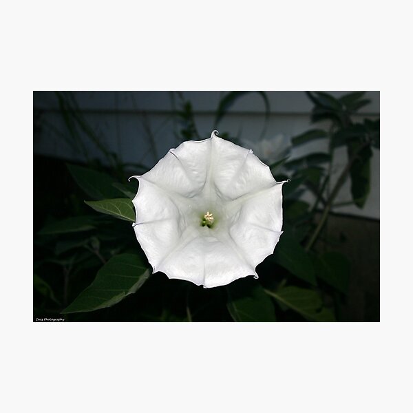 Aperçu de l'œuvre moonflower créée et vendue par Wolf's Eye View.