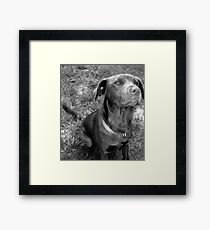 The Chocolate Lab Puppy Framed Print