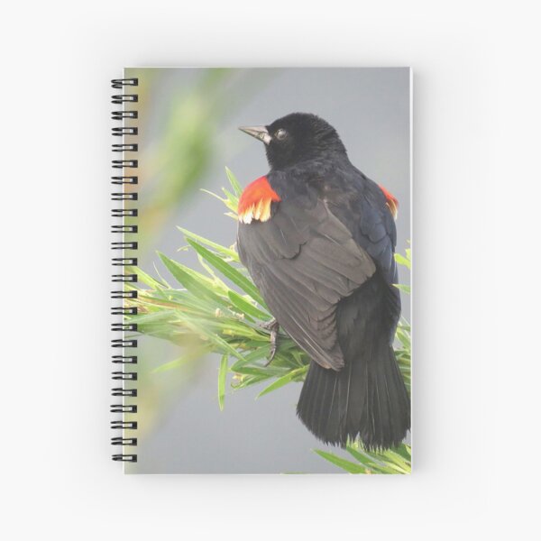 Item preview, Redwing Blackbird designed and sold by Roger Easley.
