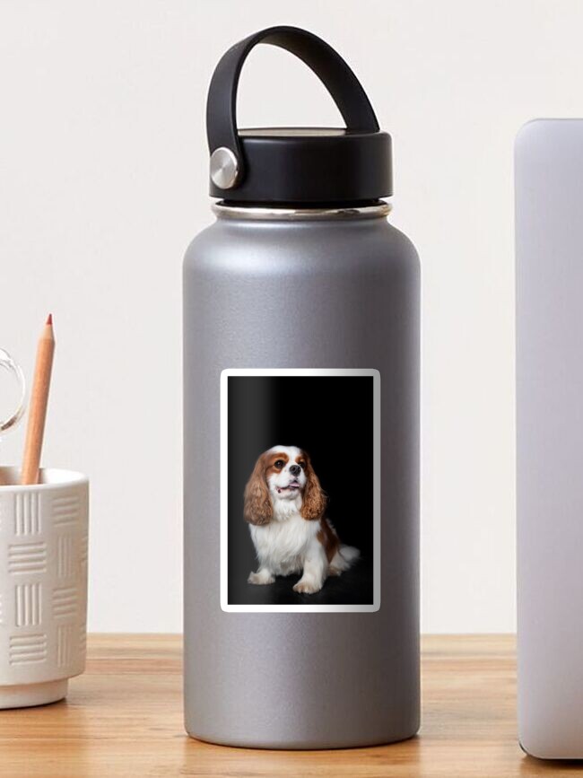 cavalier king charles teddy