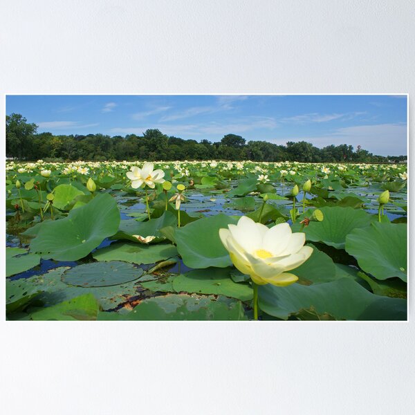 Item preview, Field of Lillies designed and sold by WolfPause.