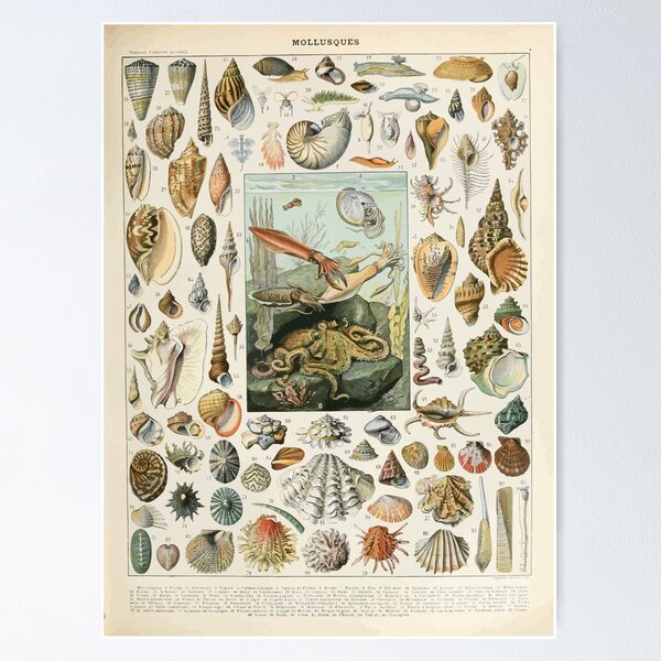 Item preview, Adolphe Millot mollusques designed and sold by wetdryvac.