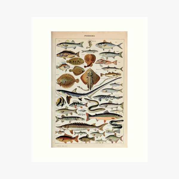 Item preview, Adolphe Millot poissons pour tous designed and sold by wetdryvac.